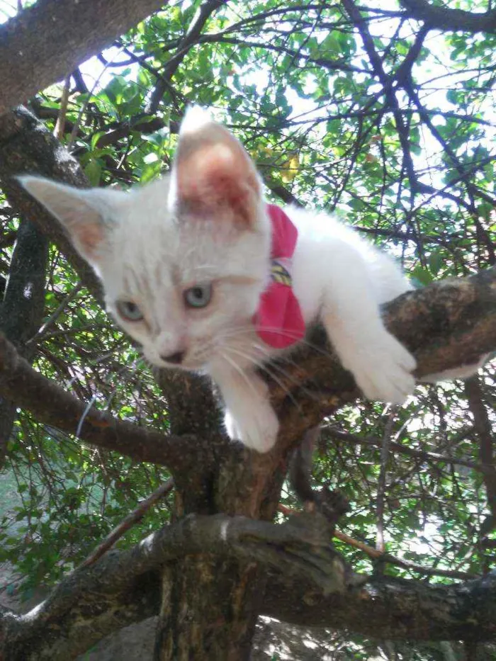 Gato ra a Comum idade 2 a 6 meses nome Fofinha
