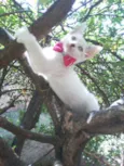 Fofinha