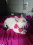 Fofinha