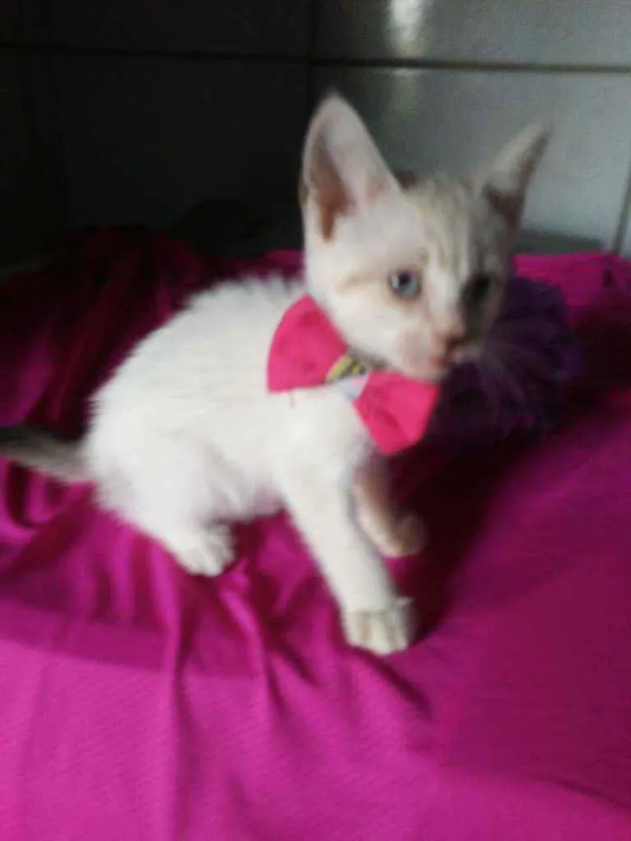 Gato ra a Comum idade 2 a 6 meses nome Fofinha