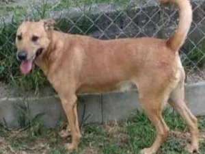 Cachorro raça SRD-ViraLata idade 5 anos nome Caramelo Charme