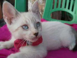 Gato raça Comum idade 2 a 6 meses nome Fofinha
