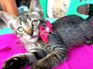 Gato raça Comum tigresa idade 2 a 6 meses nome Tigresinha