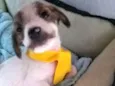 CACHORRINHO LINDINHO