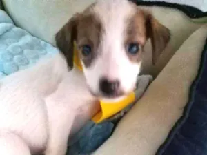 Cachorro raça SRD idade Abaixo de 2 meses nome CACHORRINHO LINDINHO