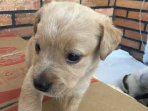 Cachorro raça SRD idade Abaixo de 2 meses nome Beto