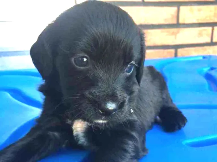 Cachorro ra a SRD idade Abaixo de 2 meses nome Sheila