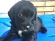 Sheila