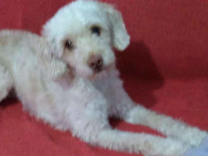 Cachorro ra a POODLE MINIATURA idade 4 anos nome NINA MEL