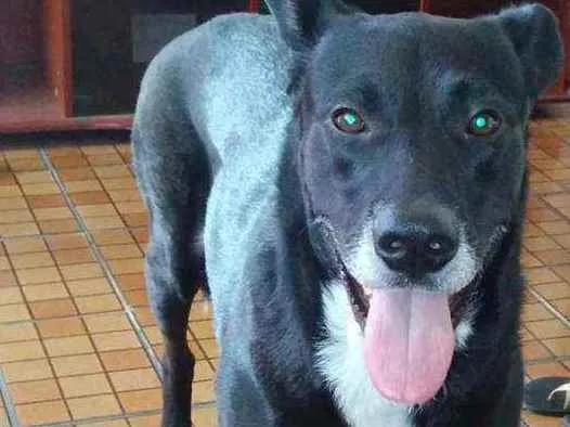 Cachorro ra a Sem raça definida idade 5 anos nome Negao