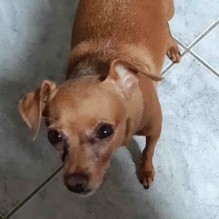 Cachorro ra a Pincher idade 5 anos nome Delicia