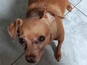 Cachorro raça Pincher idade 5 anos nome Delicia