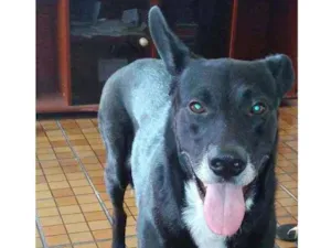 Cachorro raça Sem raça definida idade 5 anos nome Negao