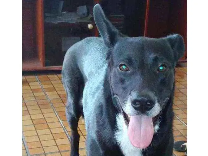 Cachorro ra a Sem raça definida idade 5 anos nome Negao