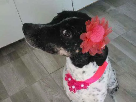 Cachorro ra a Srd idade 1 ano nome Docinho