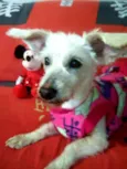 Xuxa