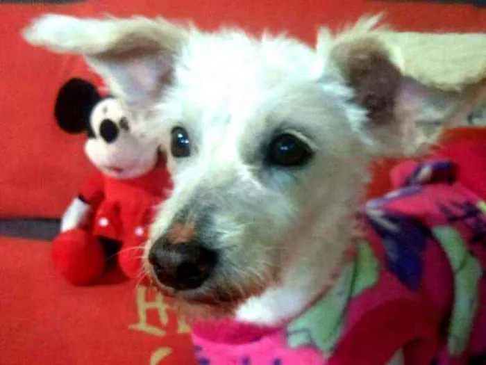 Cachorro ra a  idade 2 anos nome Xuxa