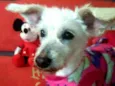 Xuxa