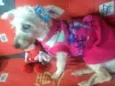 Xuxa