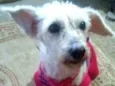 Xuxa
