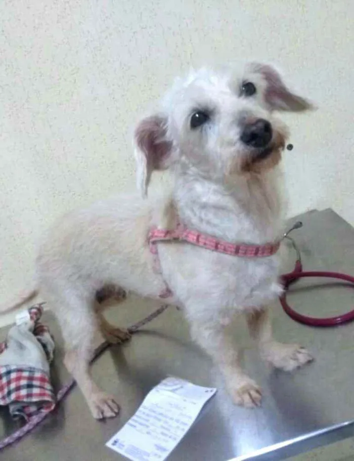 Cachorro ra a  idade 2 anos nome Xuxa