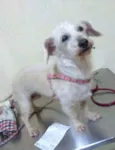 Xuxa