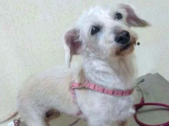 Cachorro ra a  idade 2 anos nome Xuxa