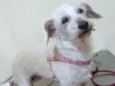 Xuxa