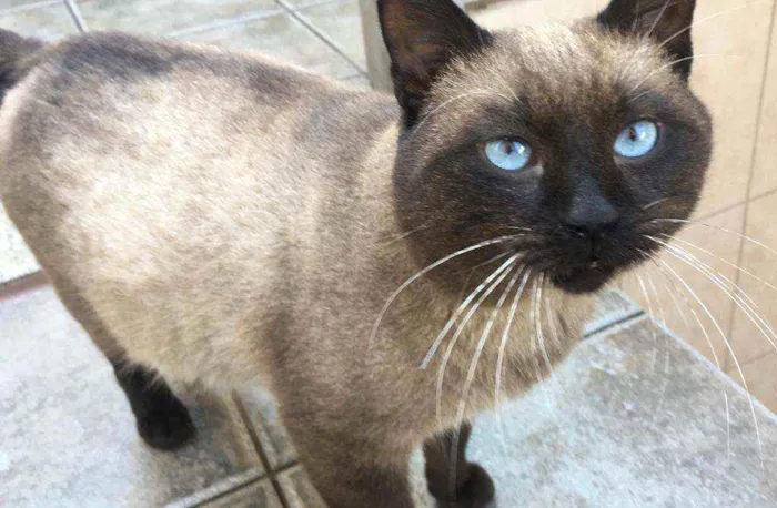 Gato ra a  idade 1 ano nome Jessey 