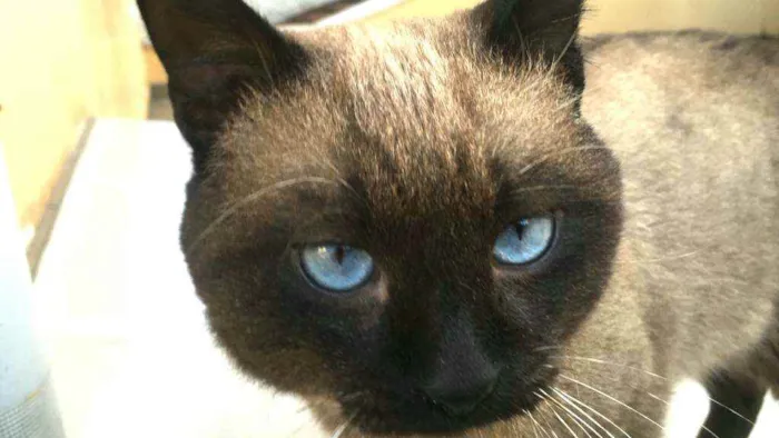 Gato ra a  idade 1 ano nome Jessey 