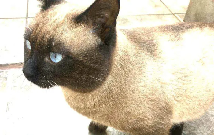 Gato ra a  idade 1 ano nome Jessey 