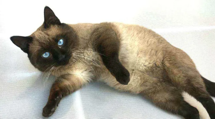 Gato ra a  idade 1 ano nome Jessey 