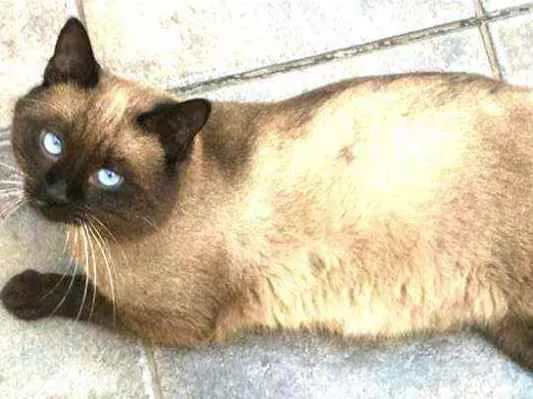 Gato ra a  idade 1 ano nome Jessey 