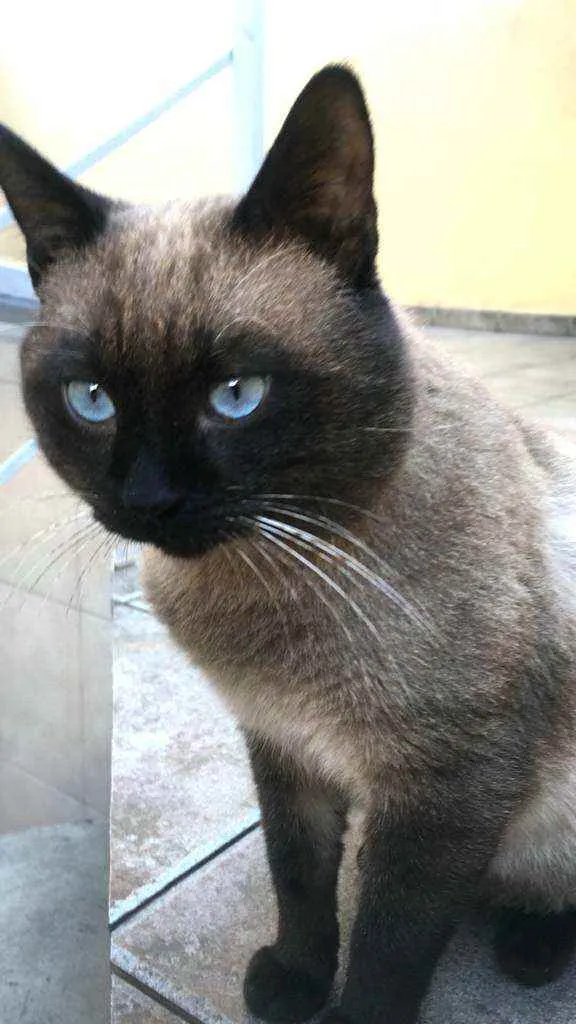Gato ra a  idade 1 ano nome Jessey 