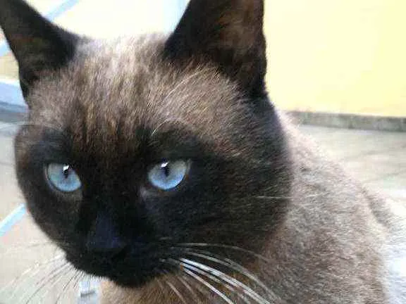 Gato ra a  idade 1 ano nome Jessey 