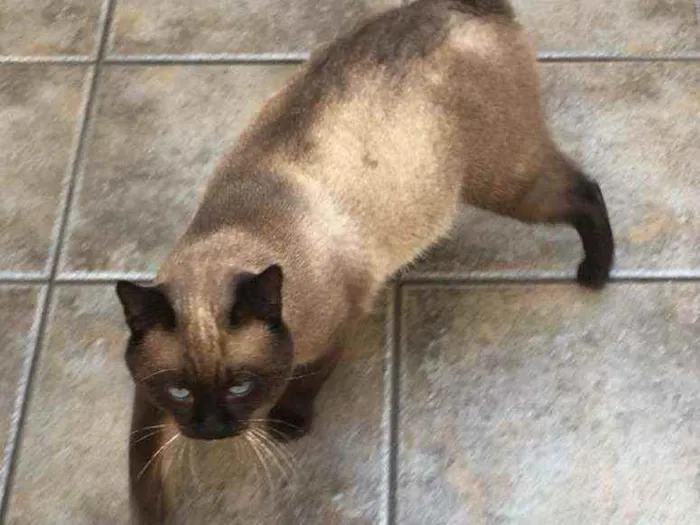 Gato ra a  idade 1 ano nome Jessey 