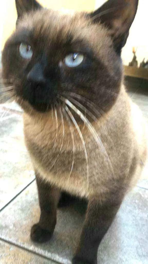 Gato ra a  idade 1 ano nome Jessey 