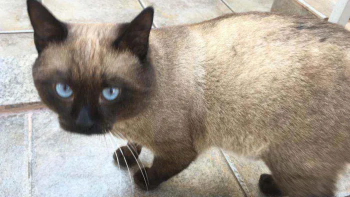 Gato ra a  idade 1 ano nome Jessey 