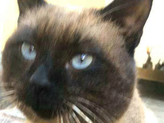 Gato ra a  idade 1 ano nome Jessey 