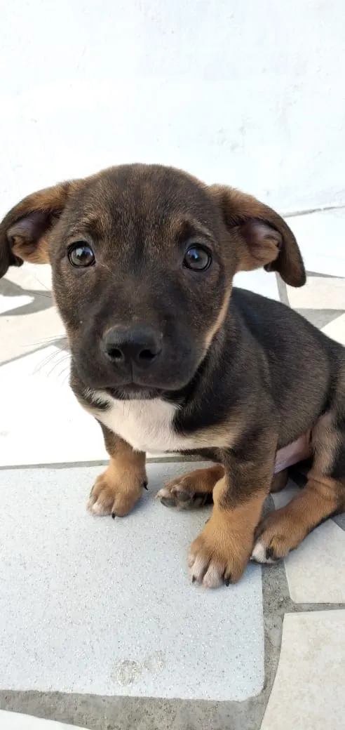 Cachorro ra a Indefinido idade 2 a 6 meses nome Ted