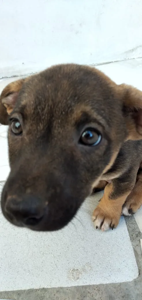 Cachorro ra a Indefinido idade 2 a 6 meses nome Ted