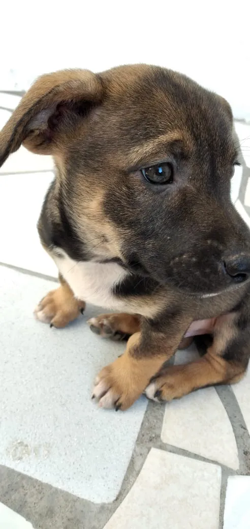 Cachorro ra a Indefinido idade 2 a 6 meses nome Ted