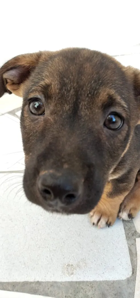 Cachorro ra a Indefinido idade 2 a 6 meses nome Ted