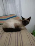 mel