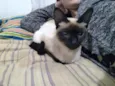 mel