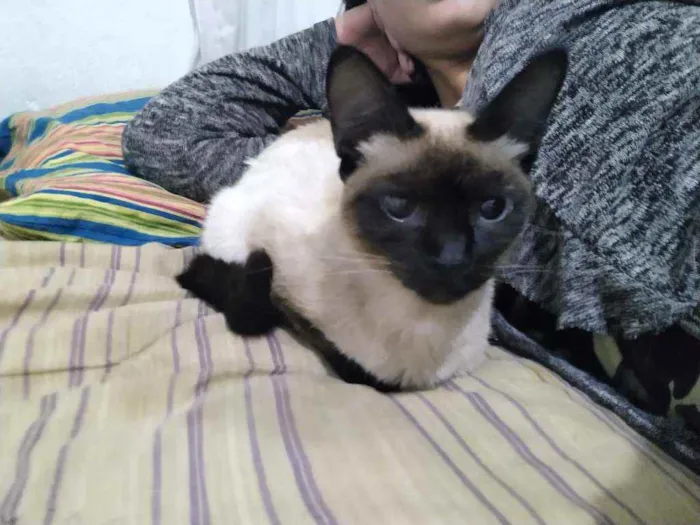 Gato raça siamesa idade 1 ano nome mel
