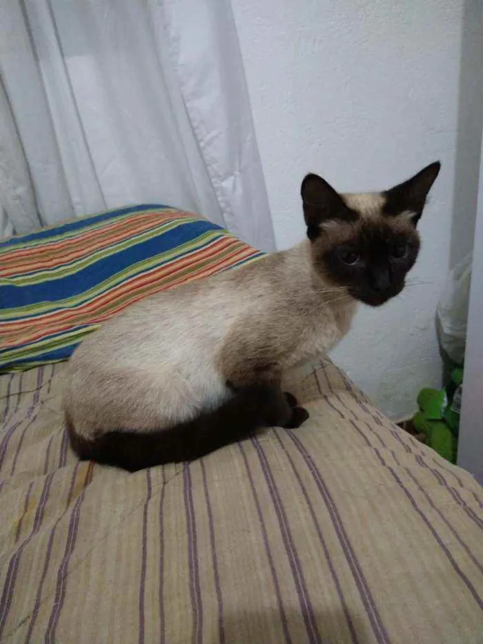 Gato raça siamesa idade 1 ano nome mel