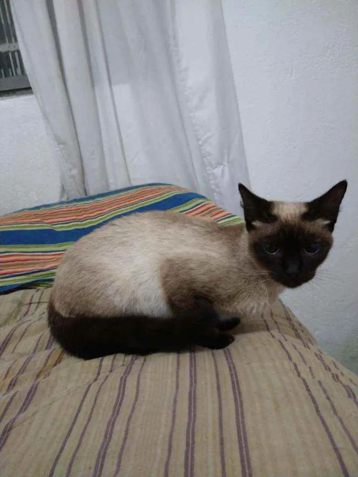 Gato raça siamesa idade 1 ano nome mel