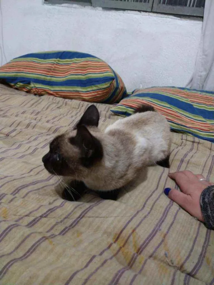 Gato raça siamesa idade 1 ano nome mel