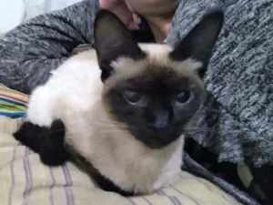 Gato raça siamesa idade 1 ano nome mel